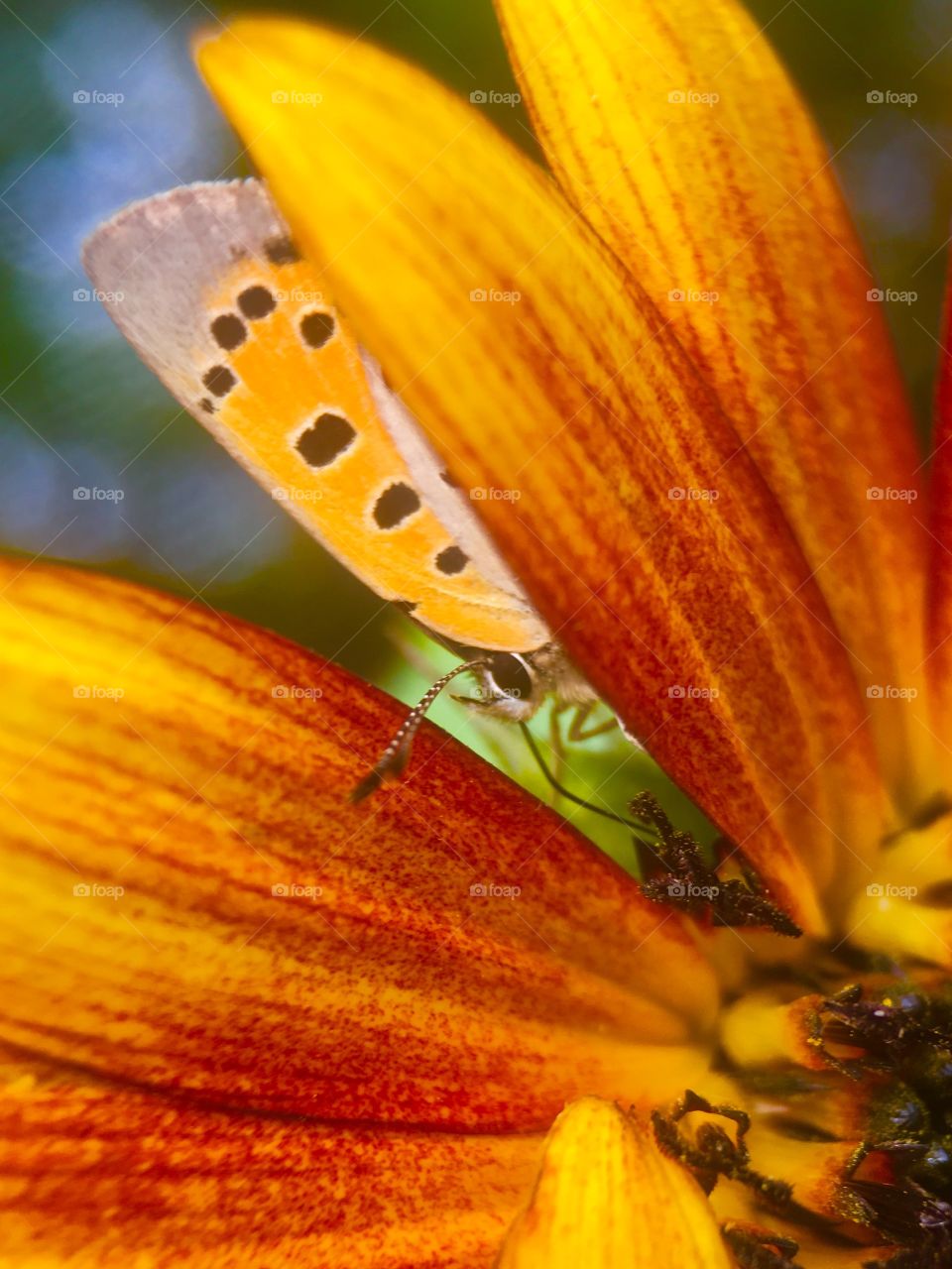 Close-up of butterfly on flower