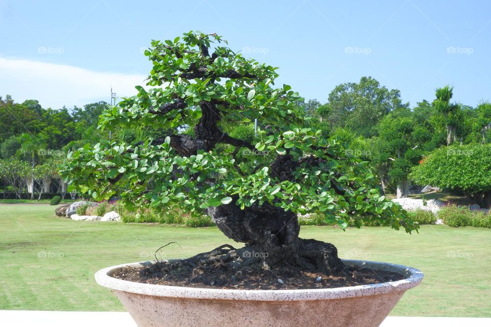 bonsai with branches and stems in a plant pot sky backdrop.
