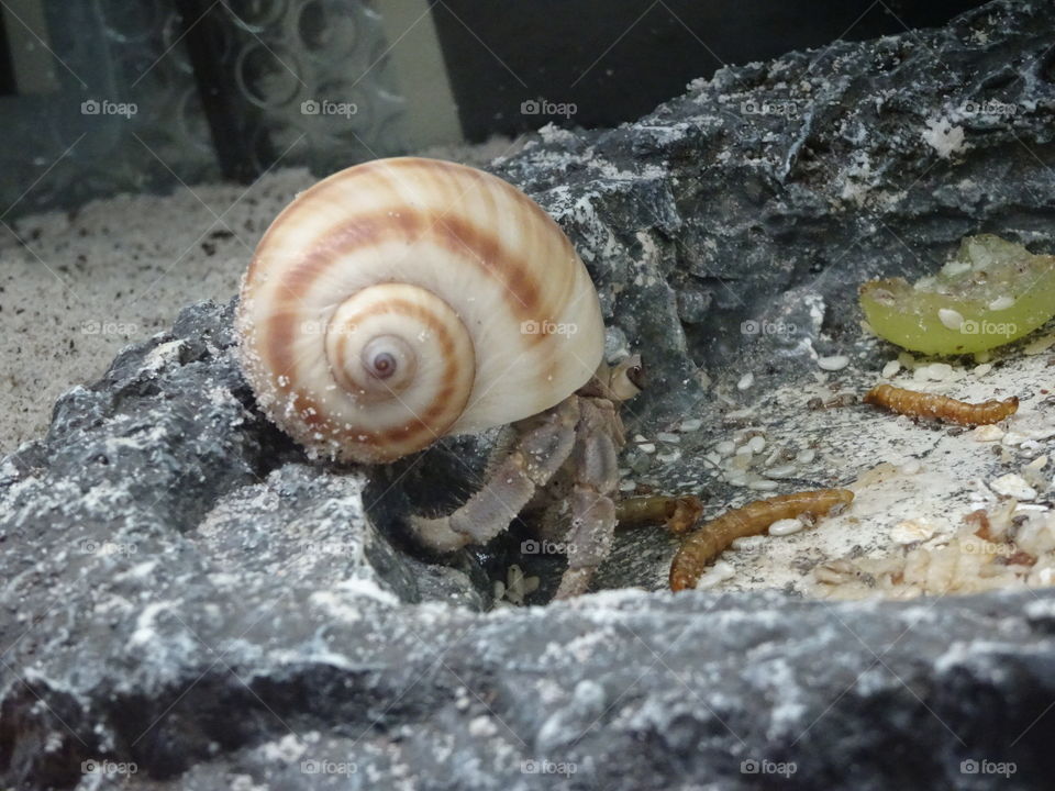 Shellfish, Snail, Shell, Invertebrate, Gastropod