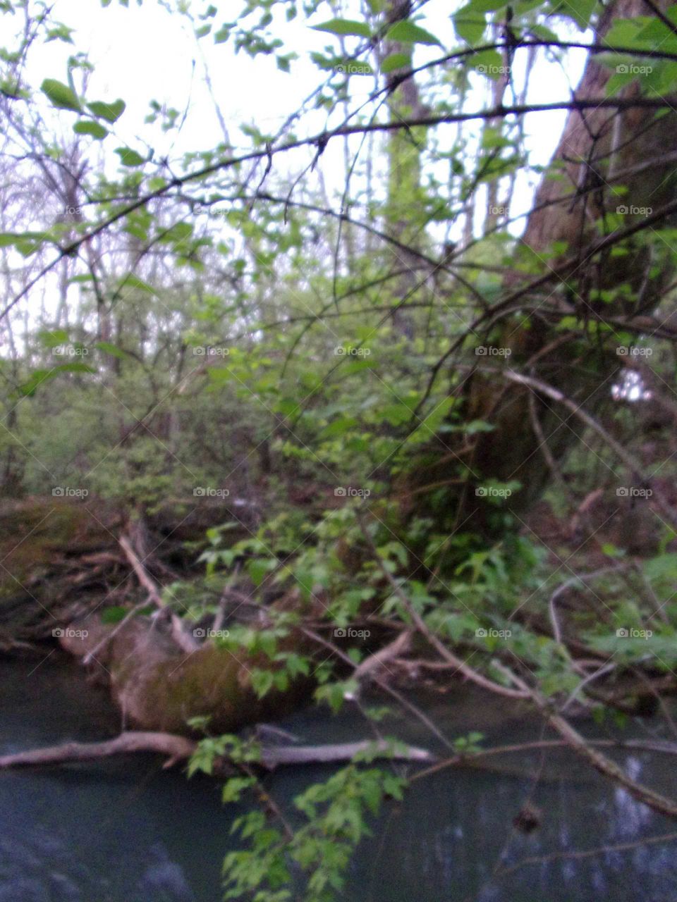 fallen tree lying over a tranquil creek surrounded by greenery