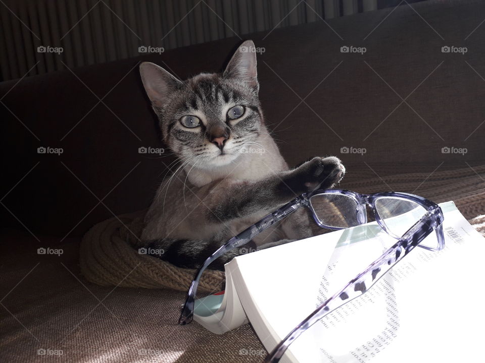 my cat resting with me on the sofa