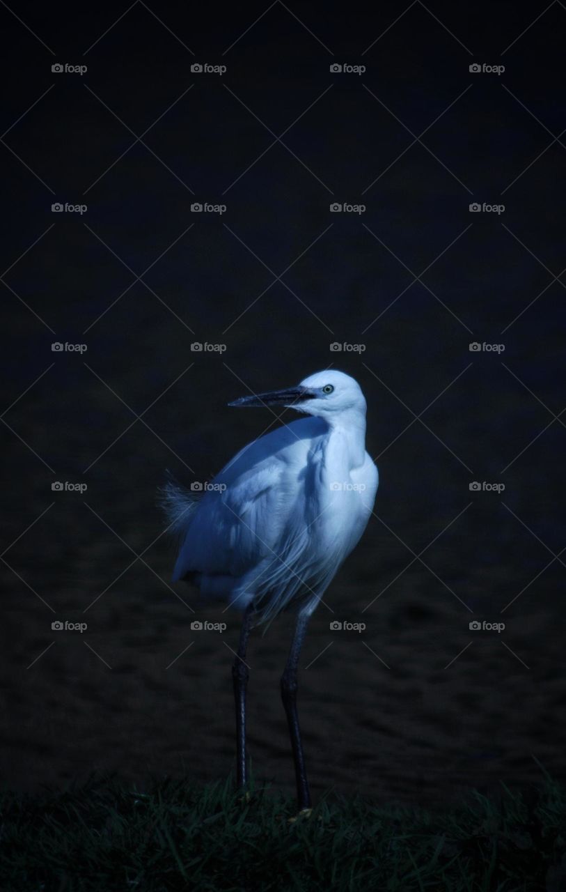 little egret. late afternoon.