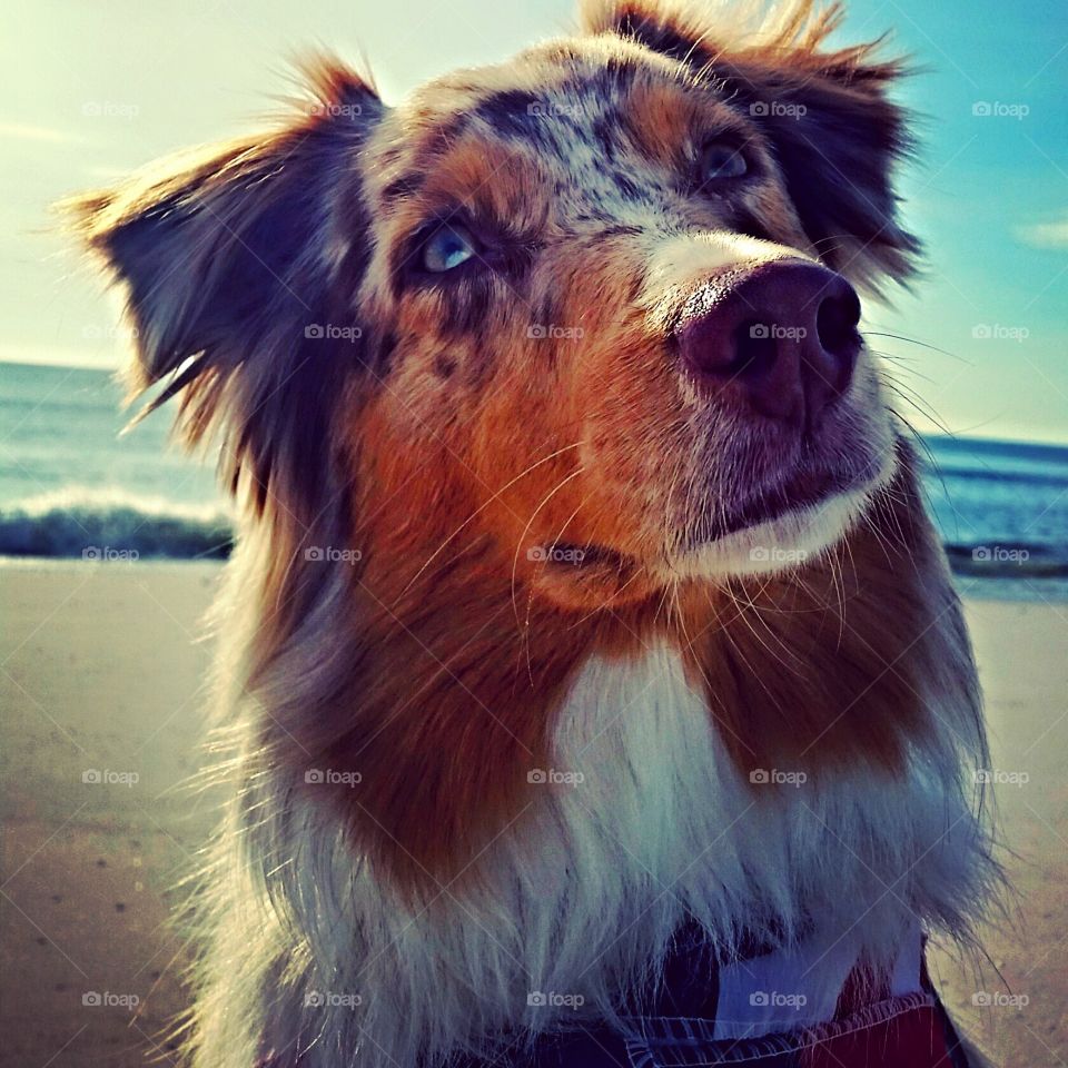Dog portrait on the beach