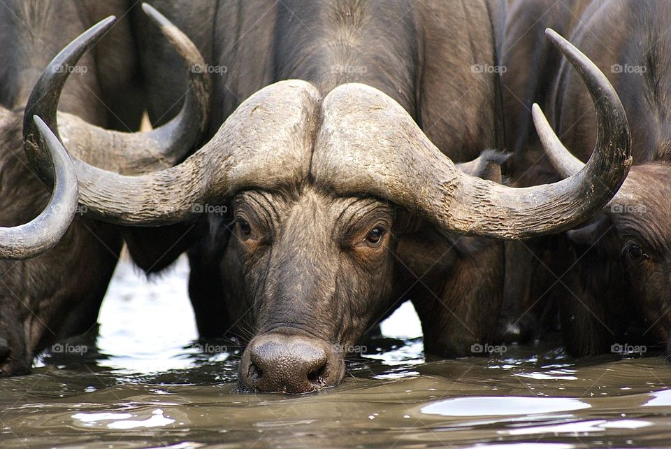 A buffalo drinking water at the water hole - “eye contact” 