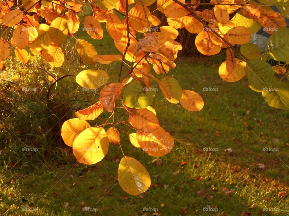 Fall, Leaf, Tree, Season, Nature