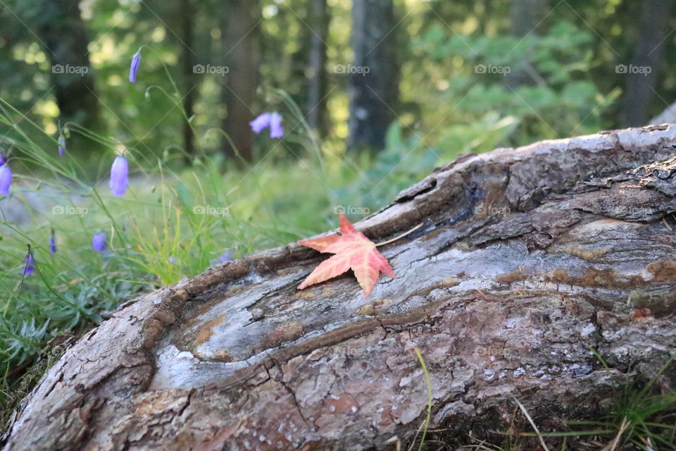 First one down! 🍂🍃🍂🍃