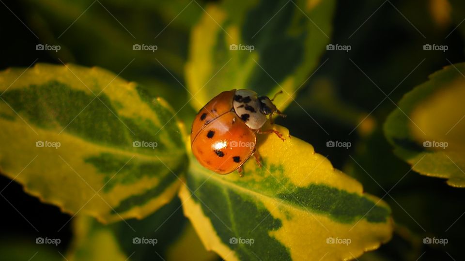 ladybug