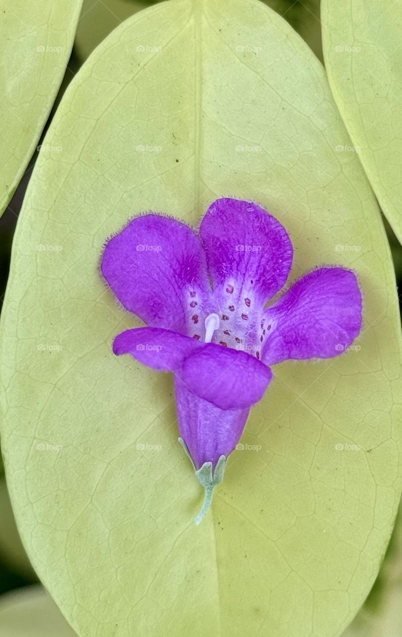 A Unique feature of Yellow leaves over Purple flower.