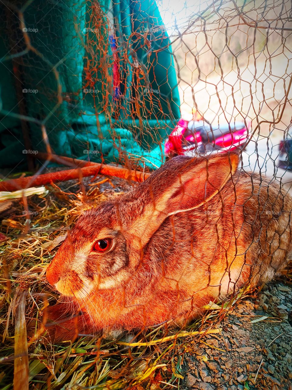 Rabbit close up photo shoot on Camera Fast runner up