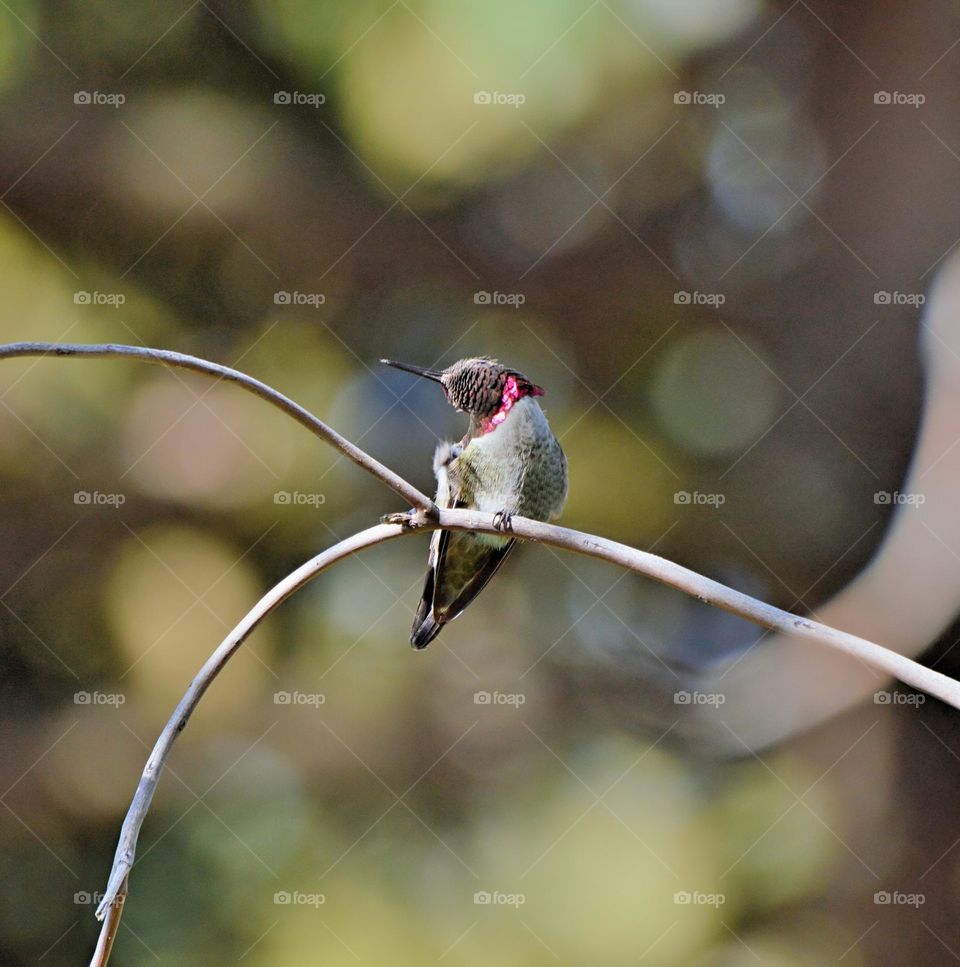 hummingbird perched on a tree branch preening