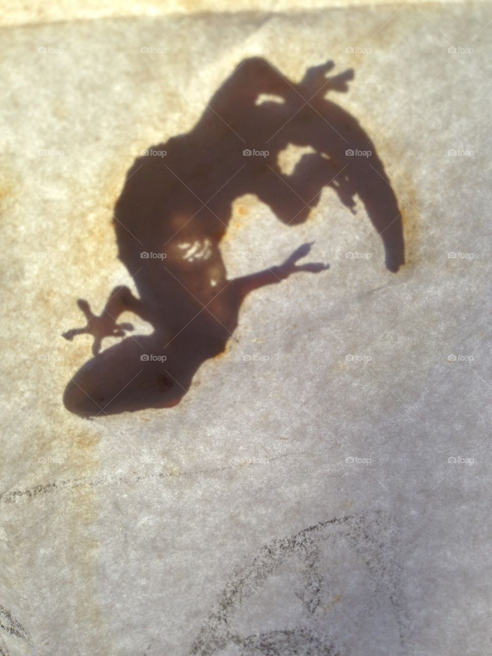 Gecko silhouette; cave painting 