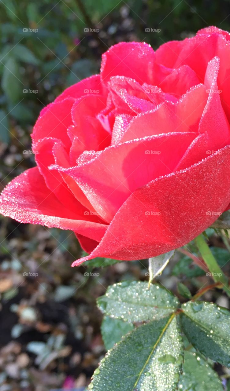 Dewdrops on roses