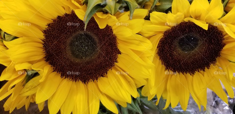 a pair of sunflowers
