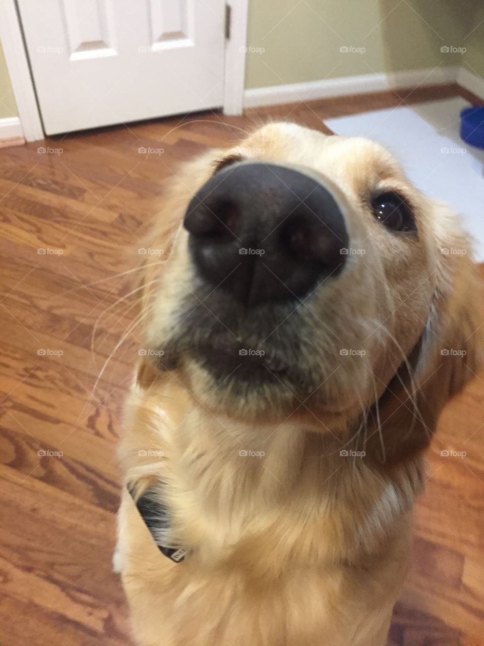 Golden retriever puppy 