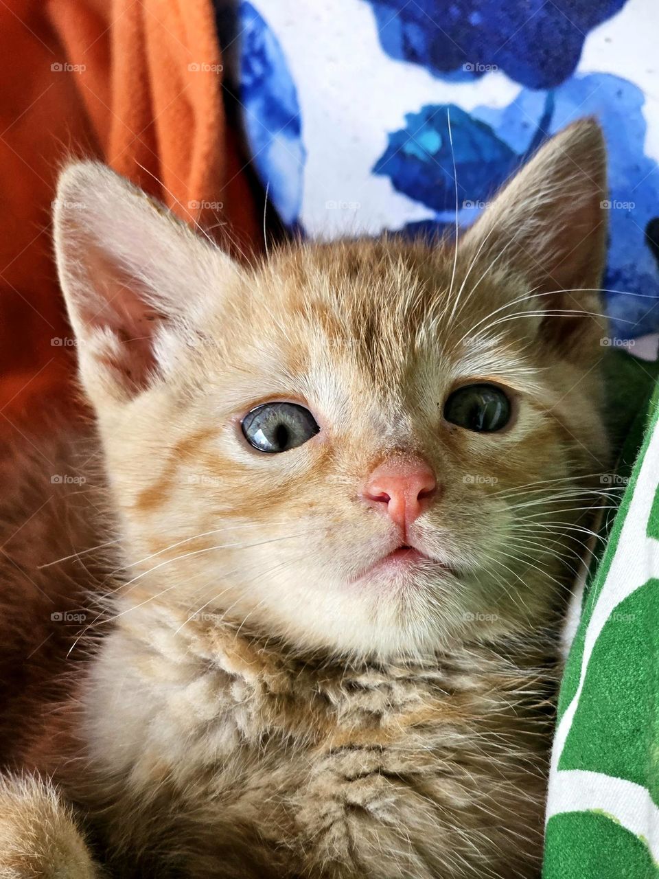 Tender, sweet, ginger kitten, or orange kitten has won over our hearts. His name is Tango, an appropriate name as we live in Argentina. We adopted a rescue kitten and couldn't be happier.