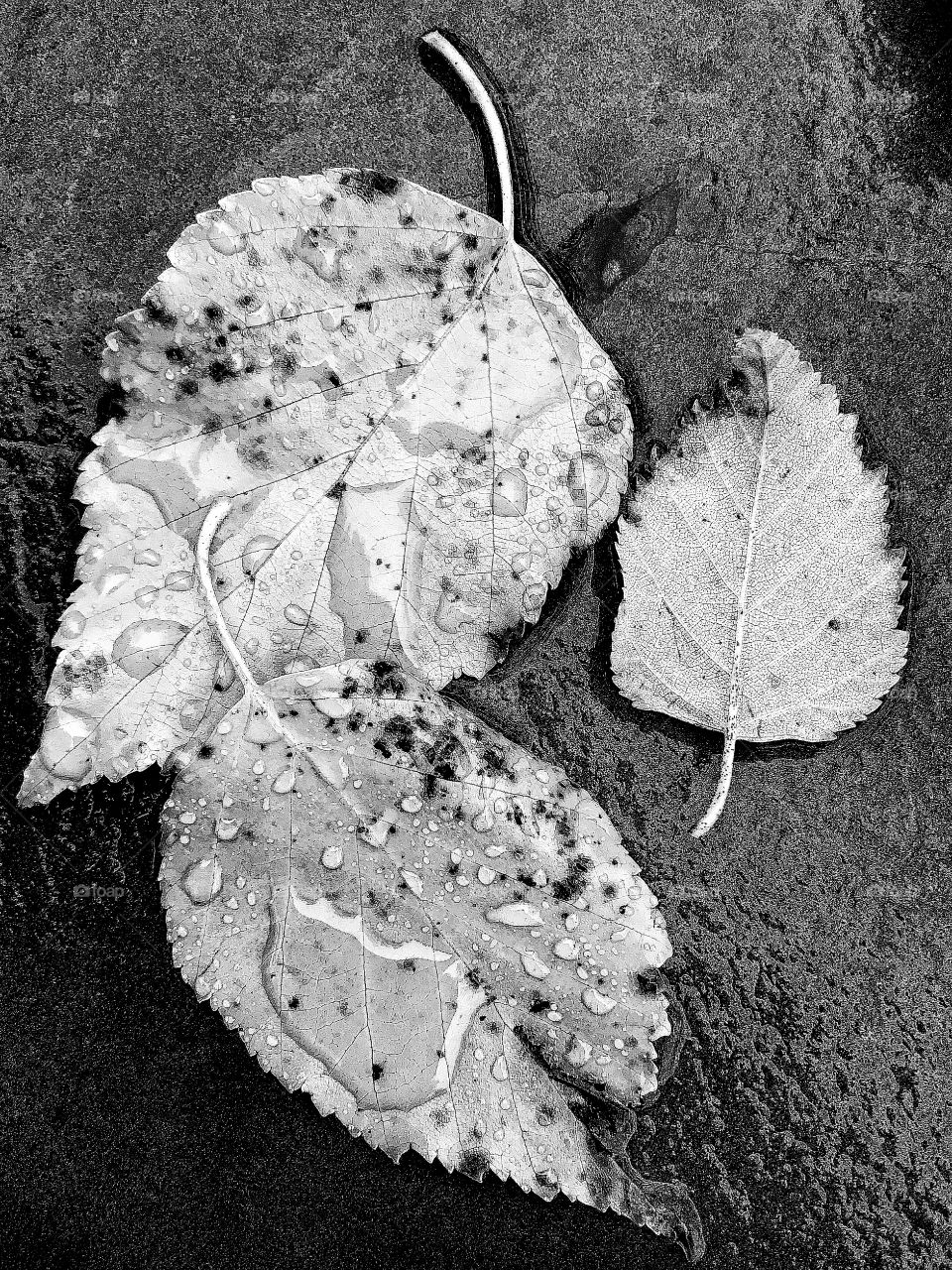 White birch leaves
