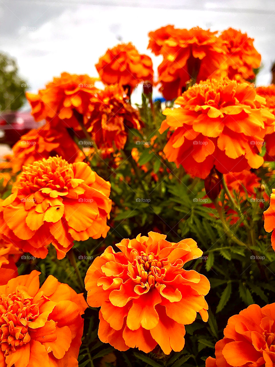 Bright summer orange floral mood
