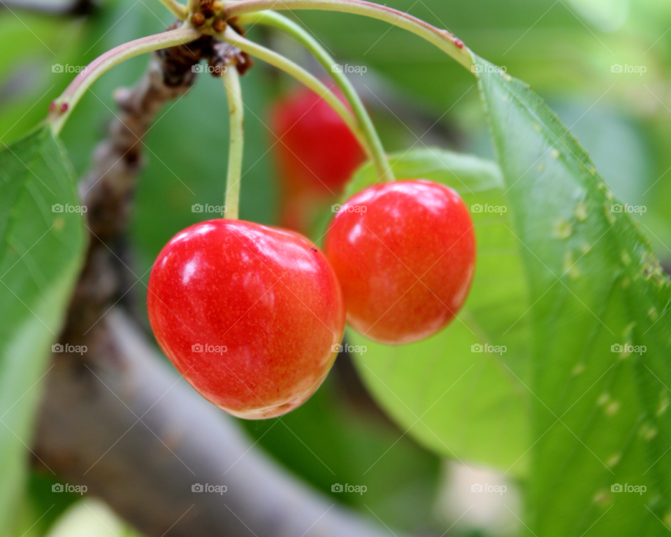 spring red cherries summer by cataana