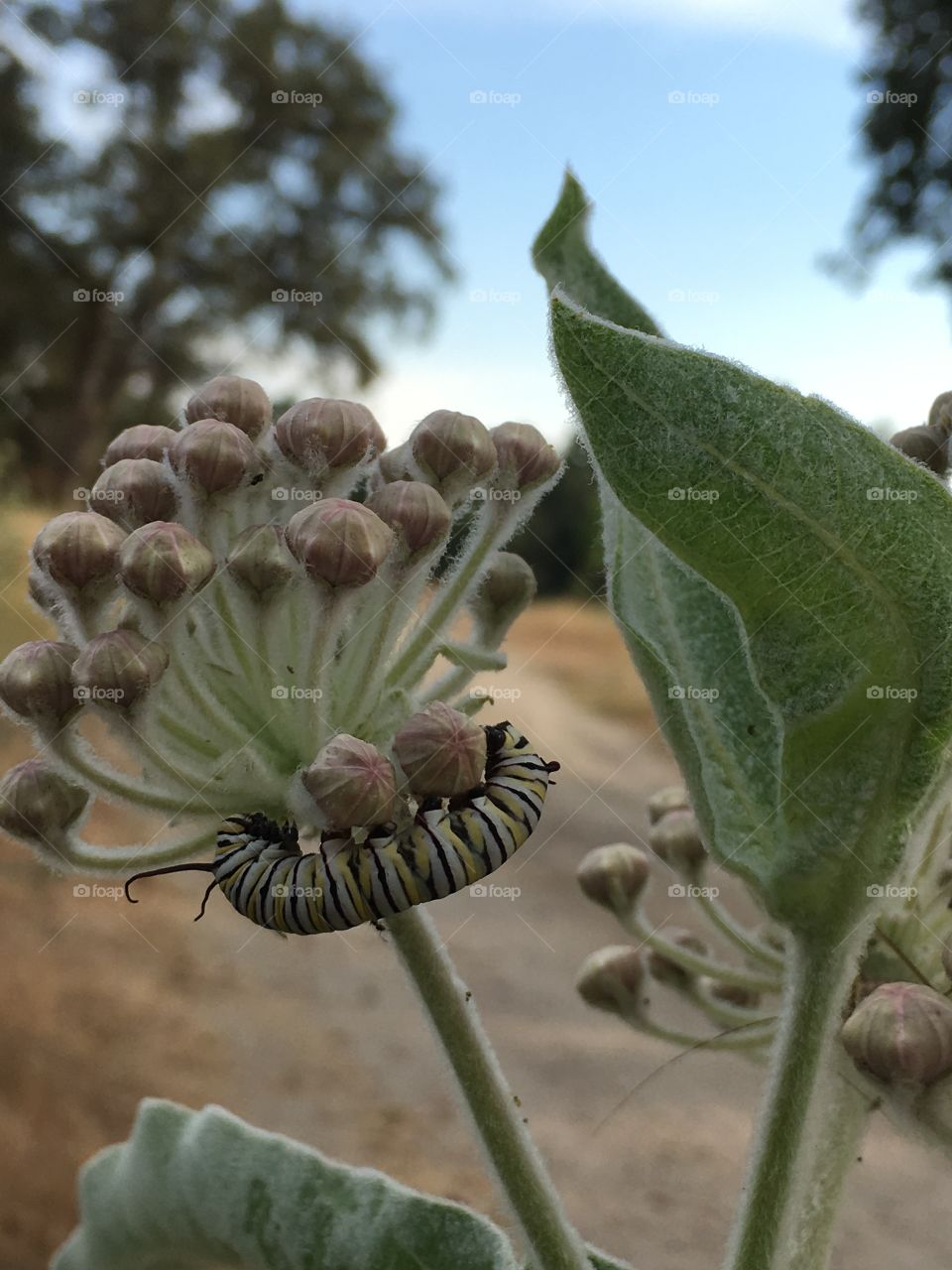 The caterpillar on the milk weed got so big in the last couple days! 