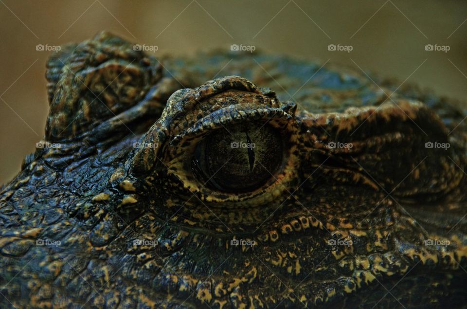 Eye of the Alligator