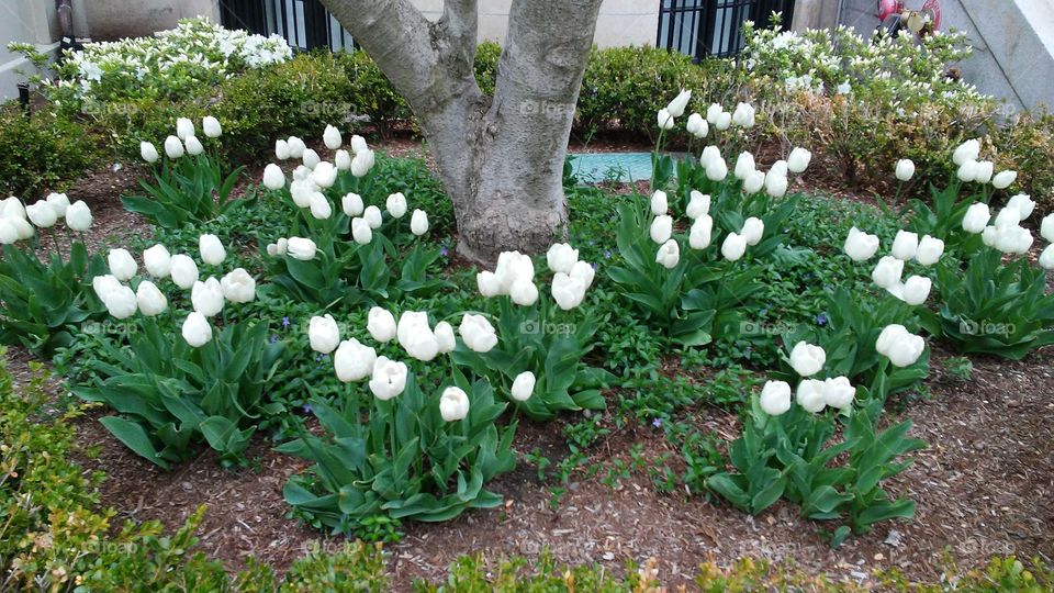 spring. flowers. beauty