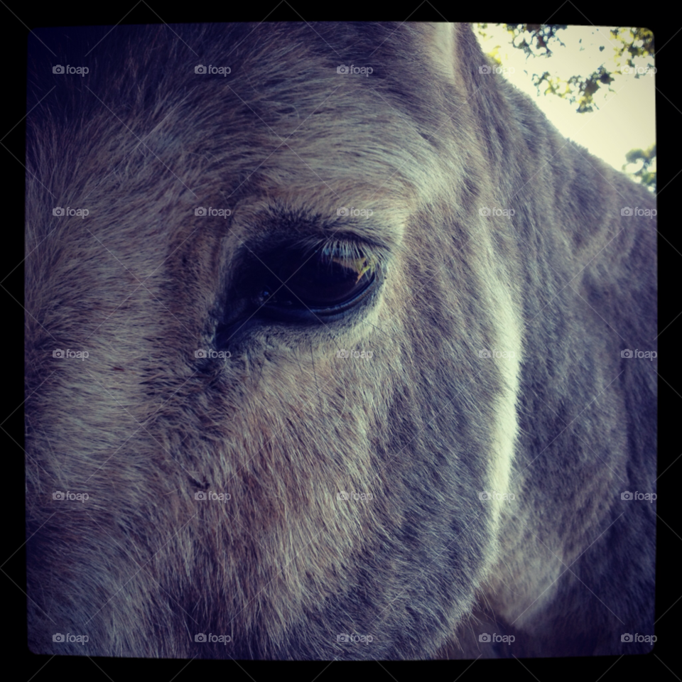 eye close up fur donkey by cayk