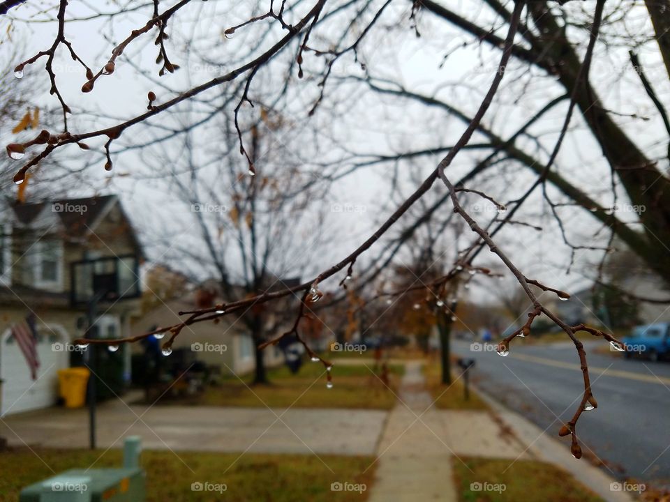 Raindrops on branches