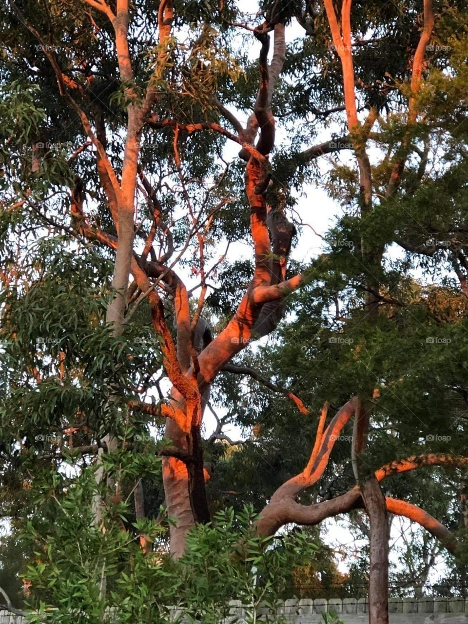 Australian gum tree lit by the afternoon sun set on it’s branches 
