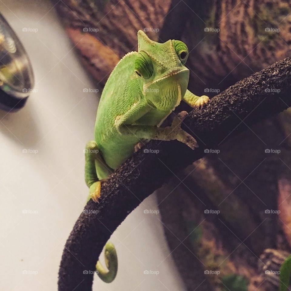Arora . Baby chameleon 