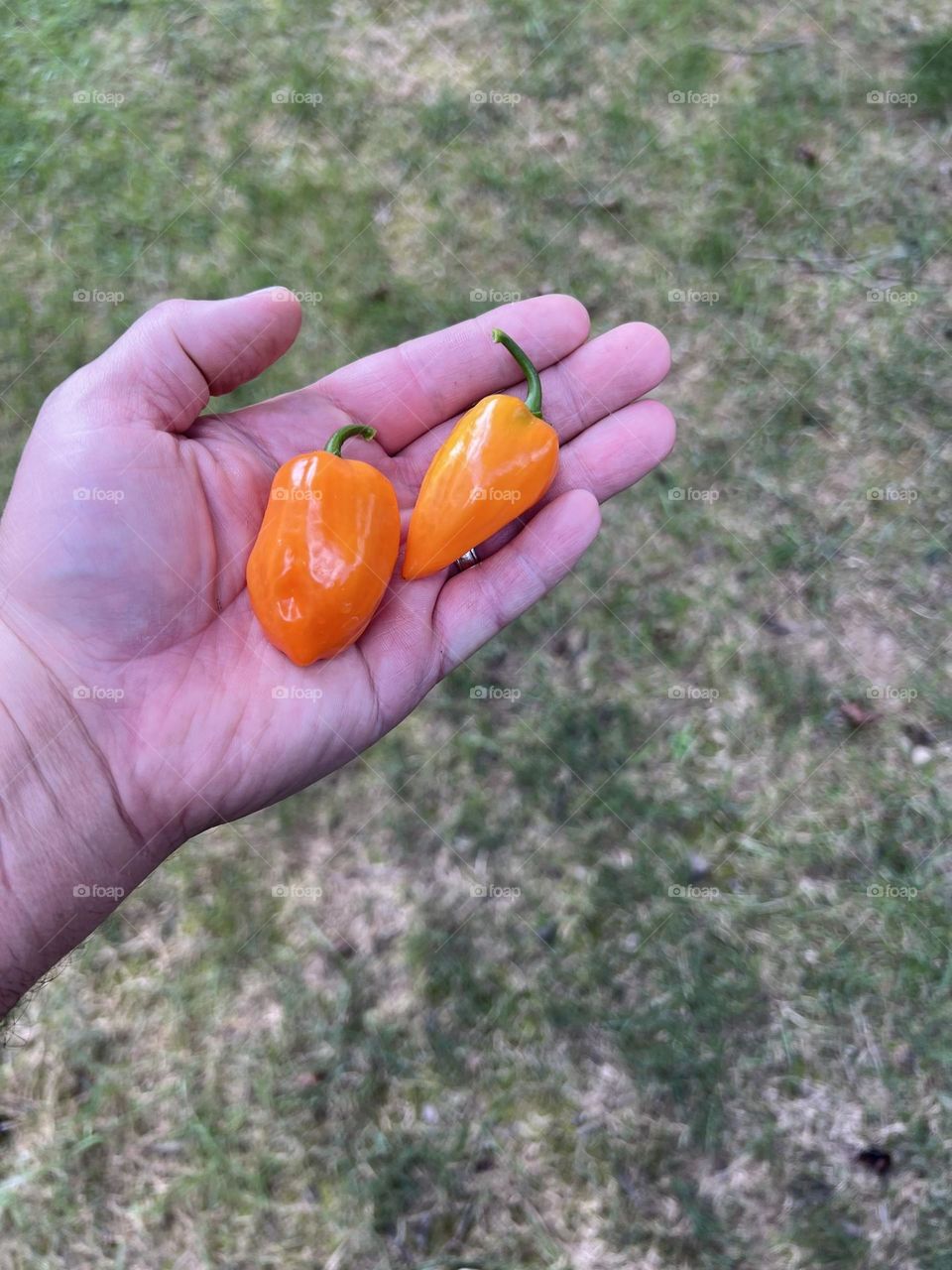 Dos habaneros