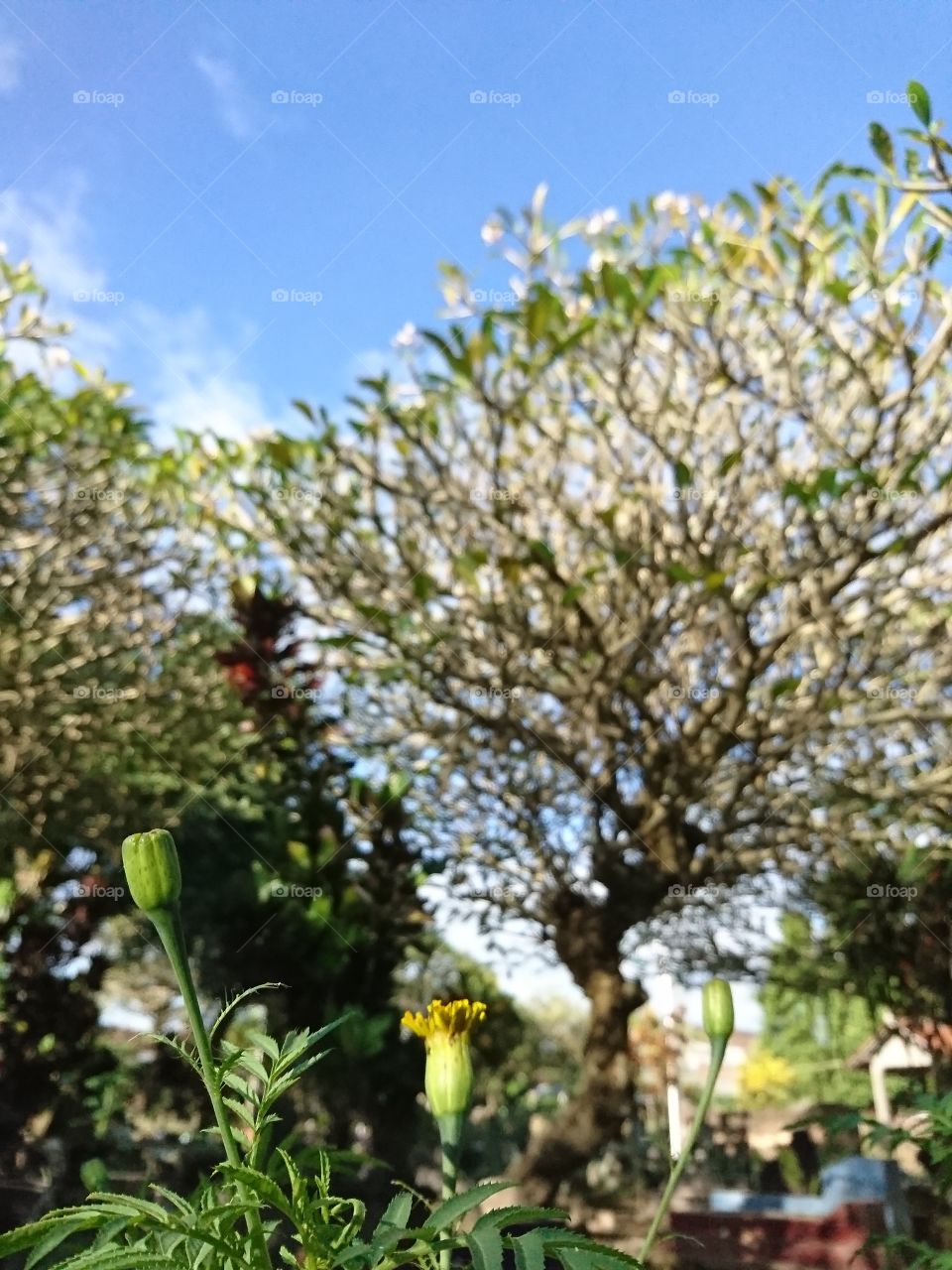 Flower buds with blue sky backgrounds