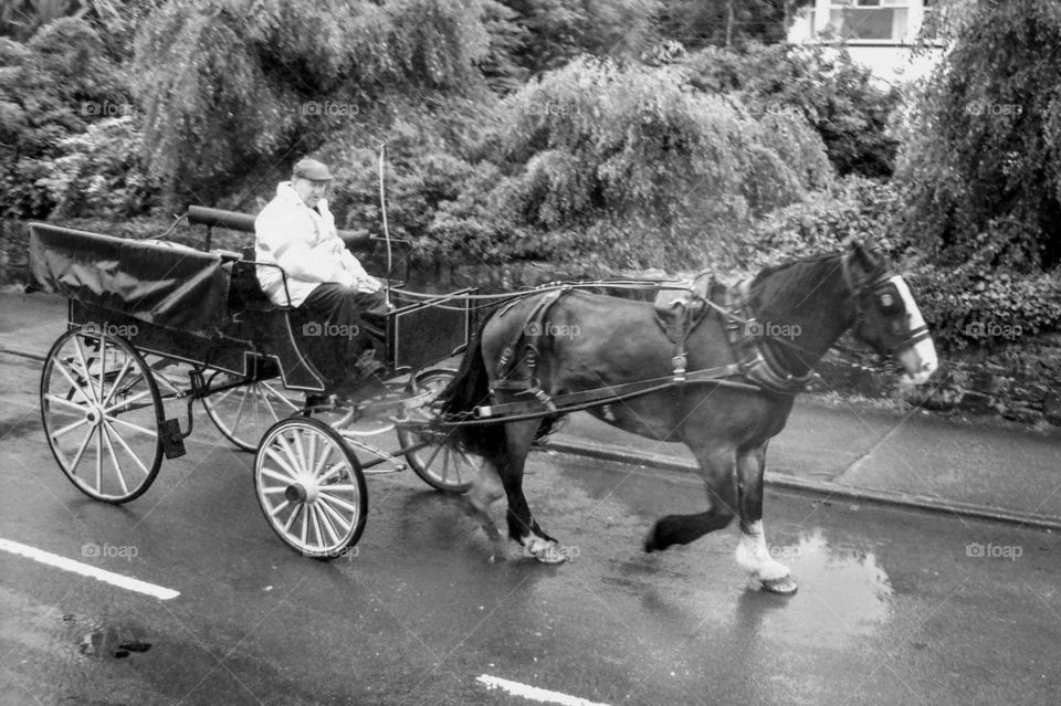 Horse and wagon