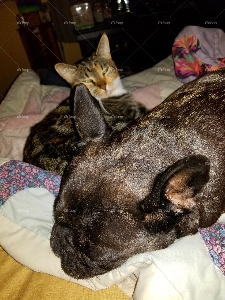 Cats and Dogs Can be Best Friends