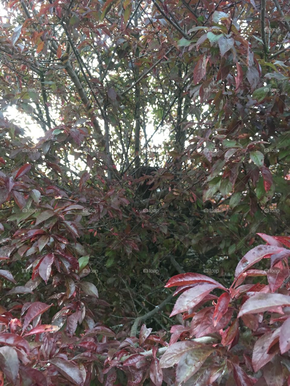 Birds nest in the middle of a cherry tree with pretty red leaves in the garden and a hedge in background 
