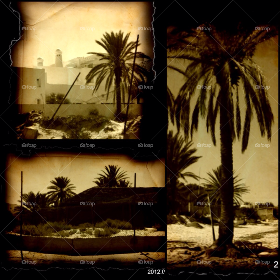 palm tree tunisia old photo by chester29