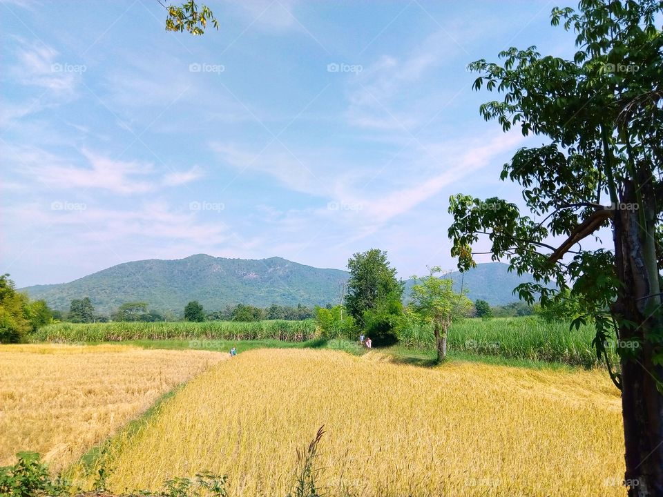 Rice fields, mountains,farmland,tree,sky,landscape