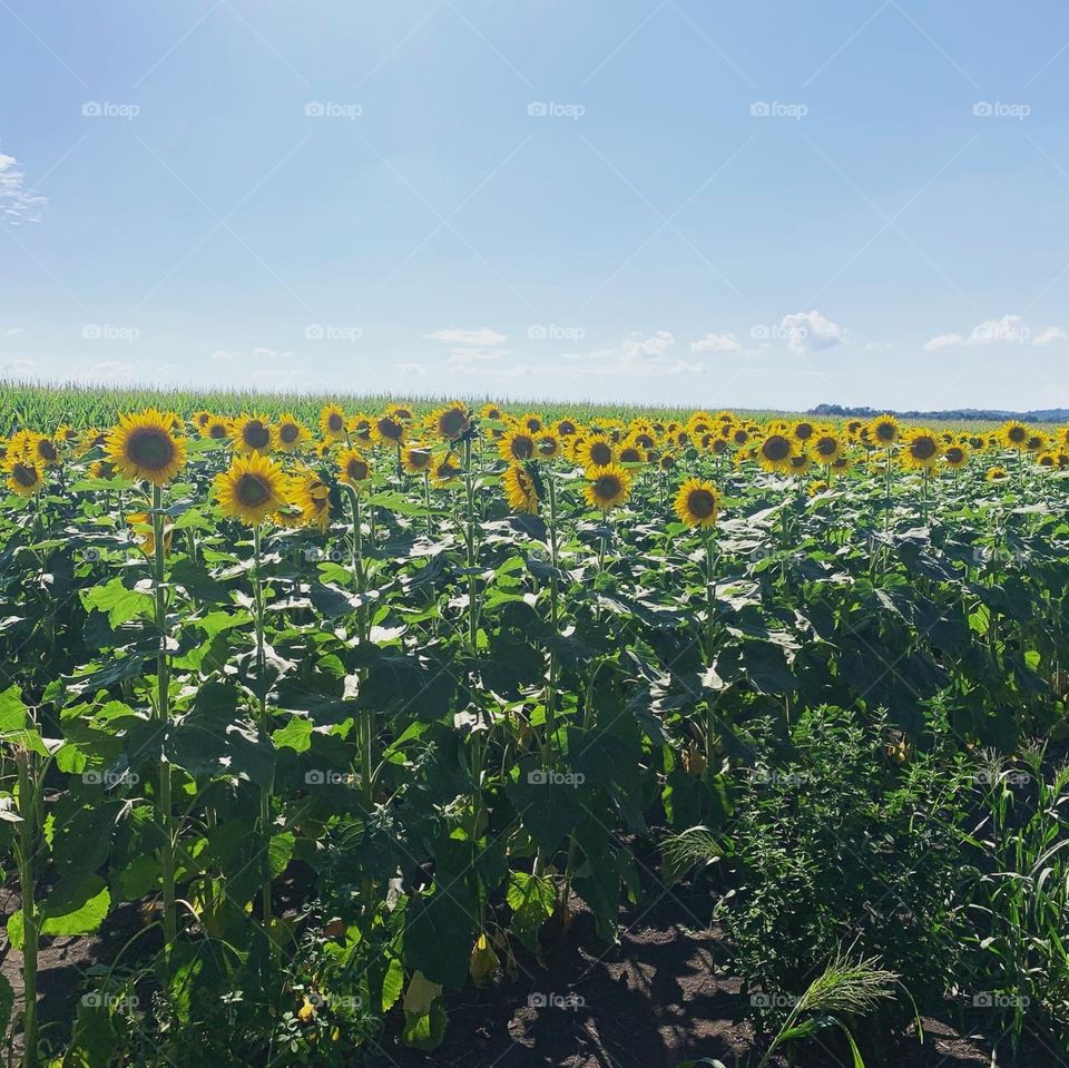 Sunflower Field 