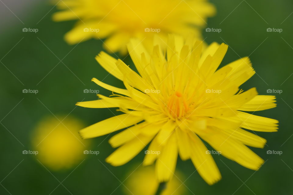 yellow flowers