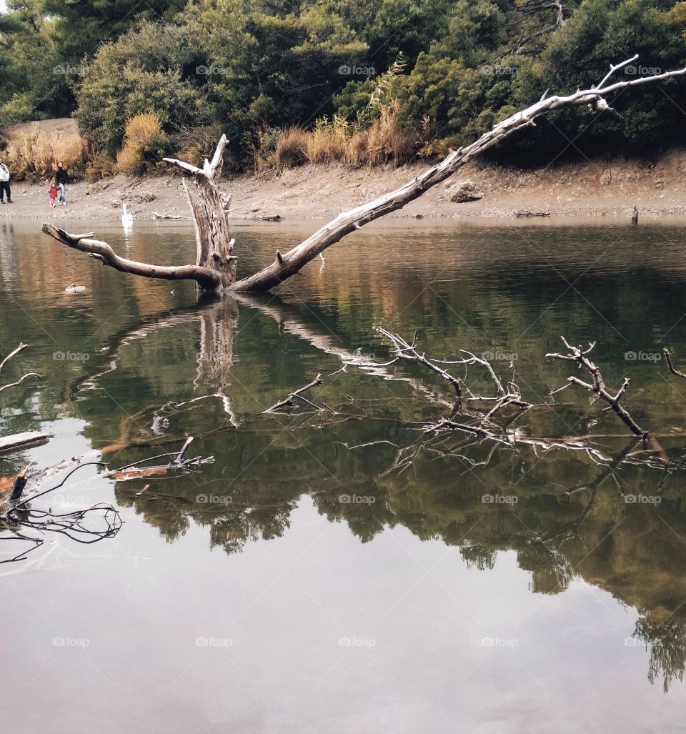 branch in the lake