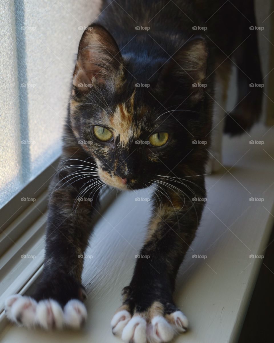 Testing out lighting. Sweet, adorable helper, Itty Bit! 