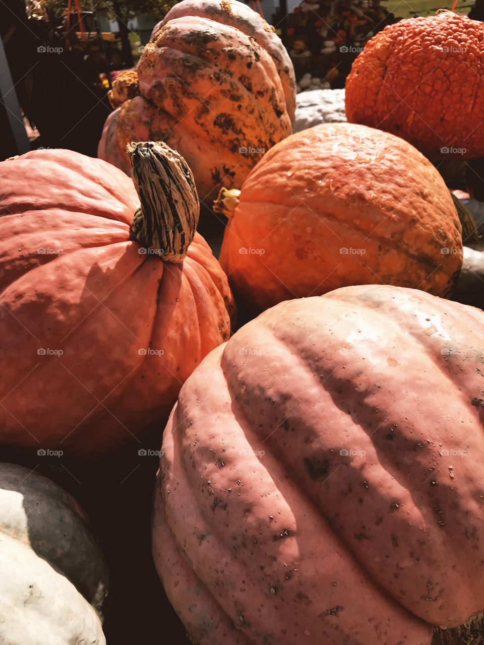 Pumpkins 