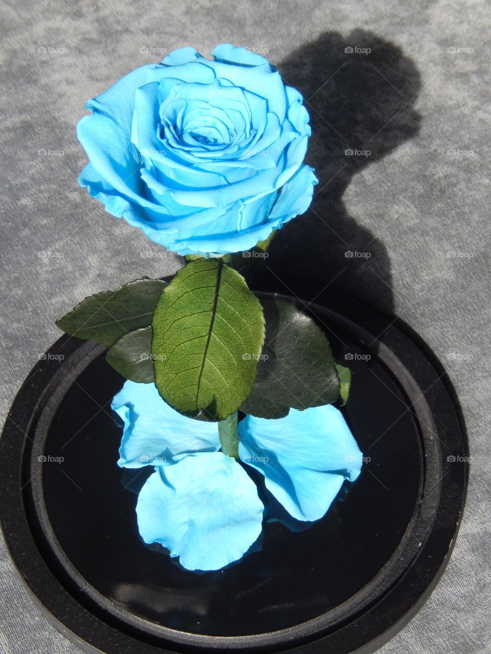 Blue Rose.