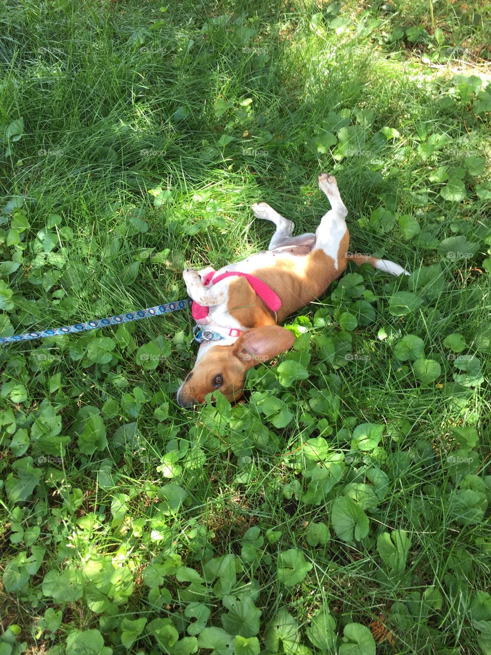 Cute young beagle 