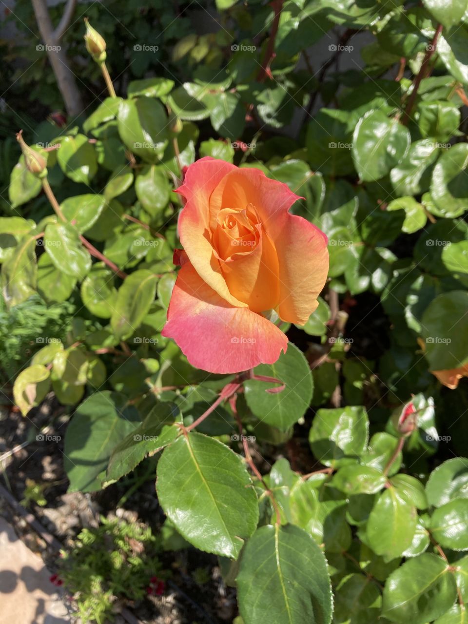 Rose in shades of orange 