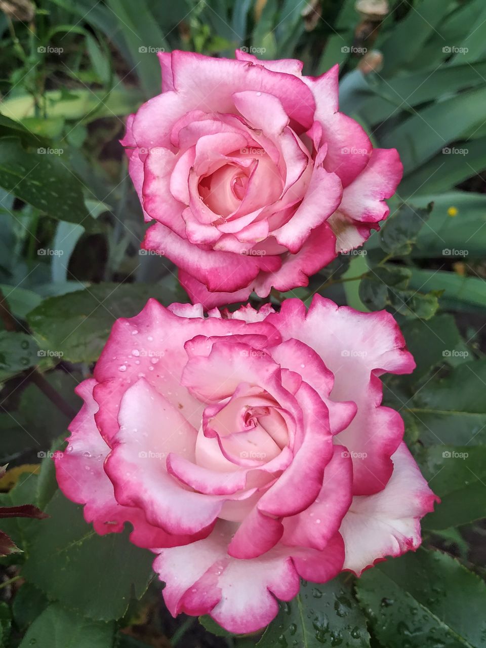 Roses curly sisters