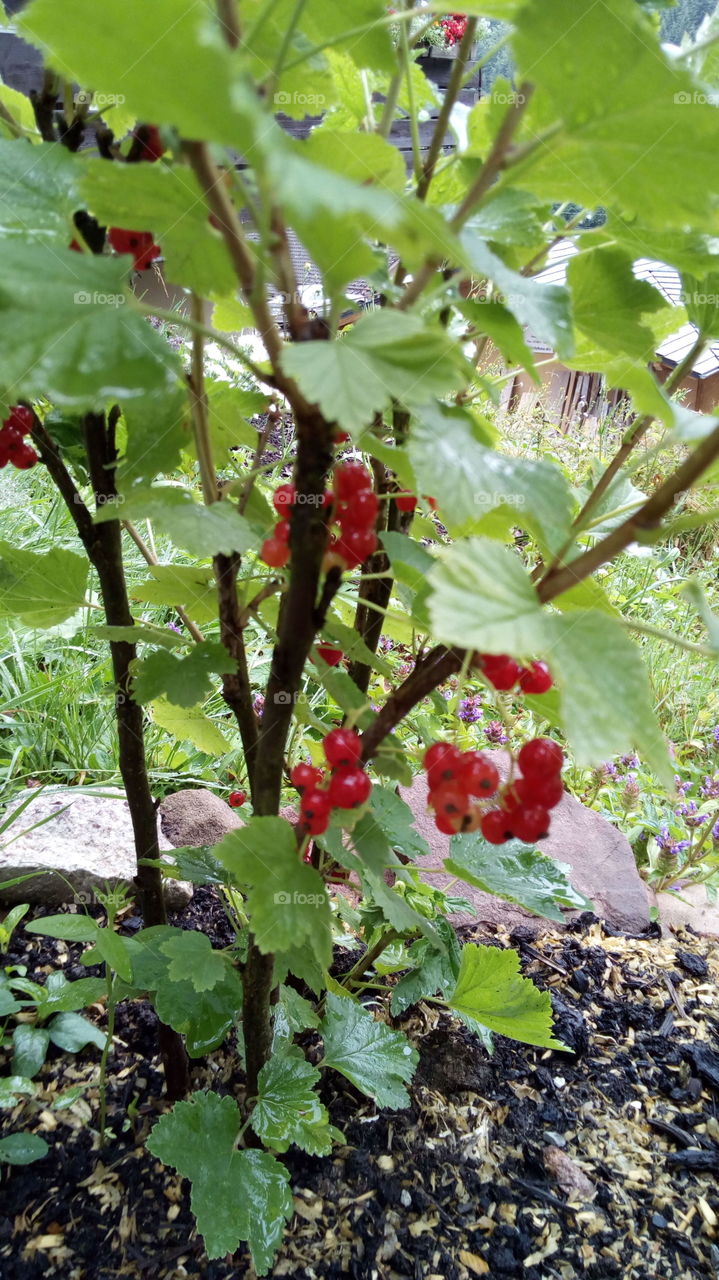 Schwarzwald in Bad Wildbad