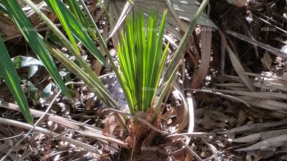web in Palm leaf
