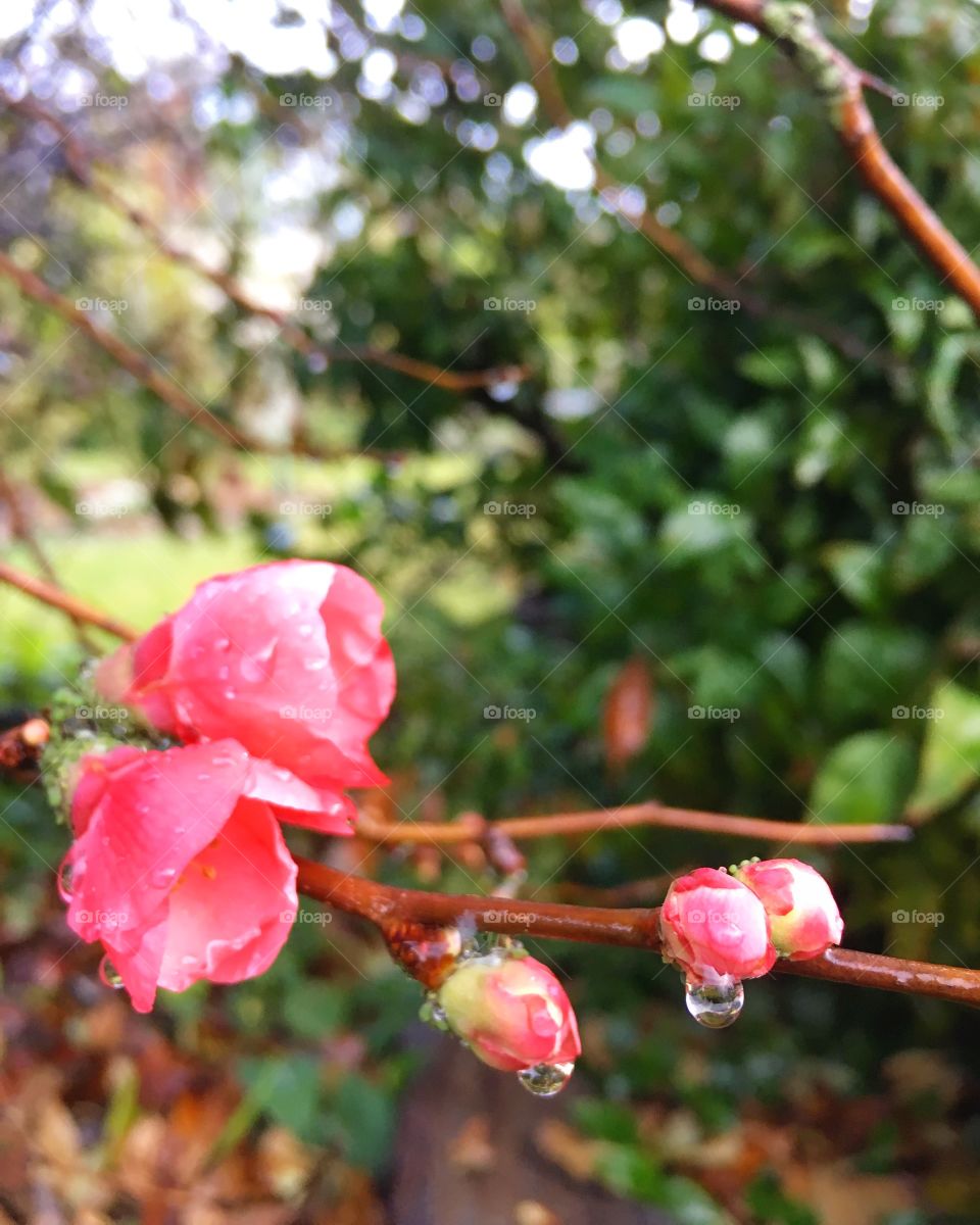 Water droplet on a cherry blossom 