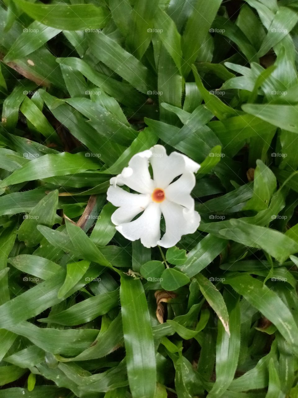 One flower on grass made beautiful design.