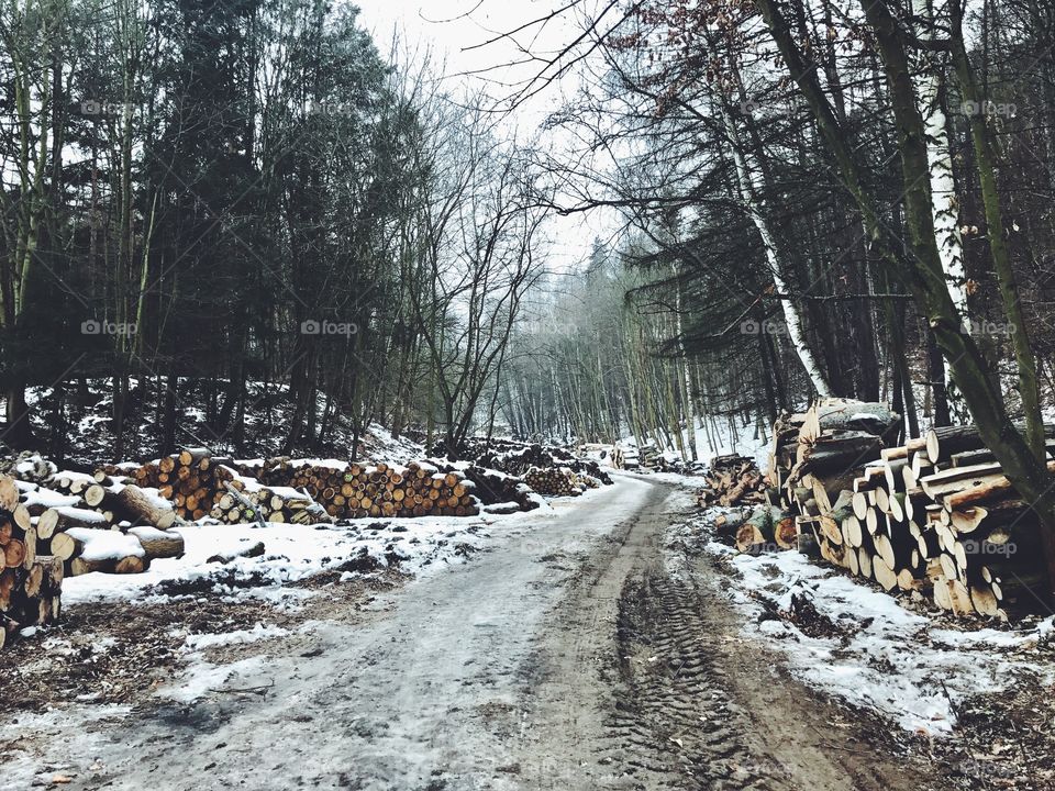 Stack of logs in forest during winter